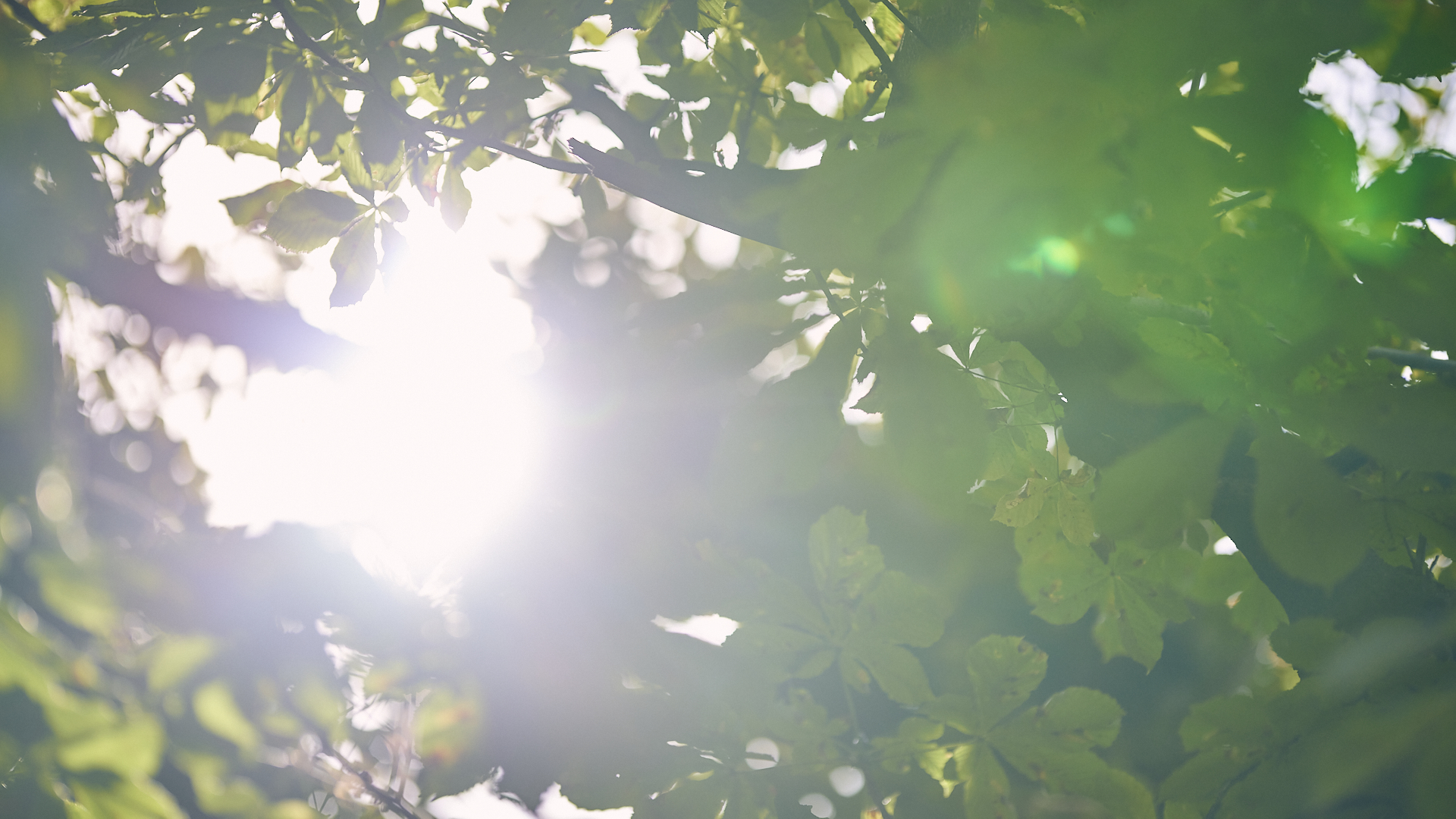 Sonnenstrahlen fallen durchs Blätterdach des Biergartens 
