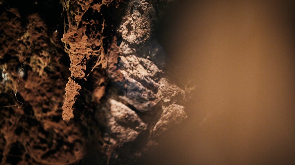 Im Kessler Keller sorgen an den Wänden wachsende Pilze für ein dauerhaft stimmiges Klima. Kellermeistern nennen ihn "Kellerkatze" . Dies Pilzart ernährt sich von den in der feuchten Luft befindlichen Gär-Nebenprodukten