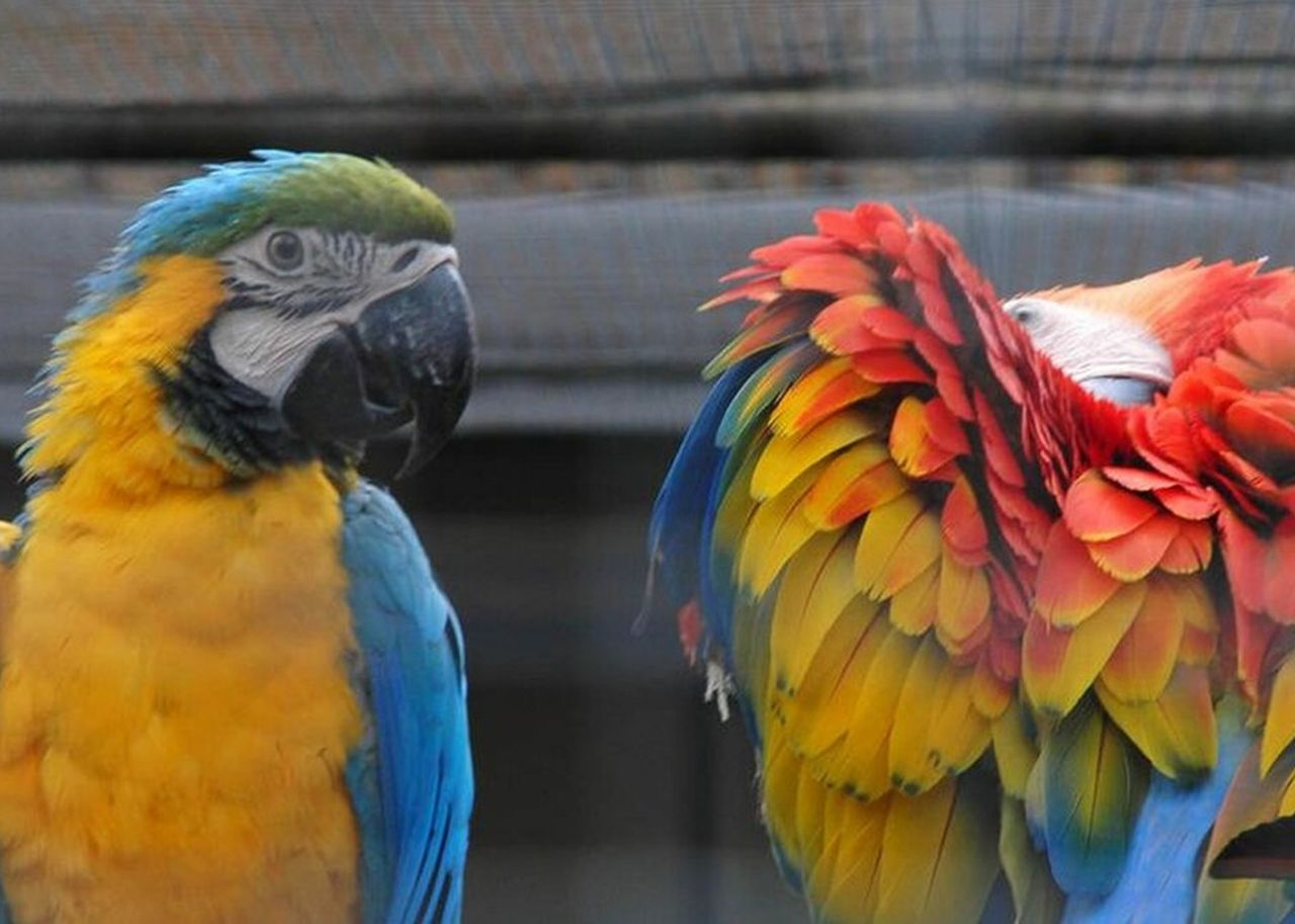 Vogelvolieren mit einheimischen und exotischen Vögeln begeistern die Besucher